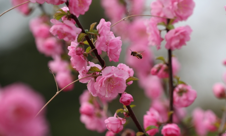 约起！唐秦“春观花”线路出炉