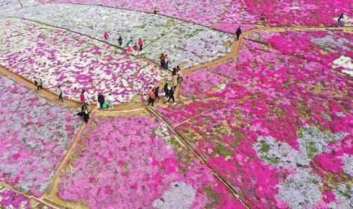 河北迁西：芝樱花海醉游客