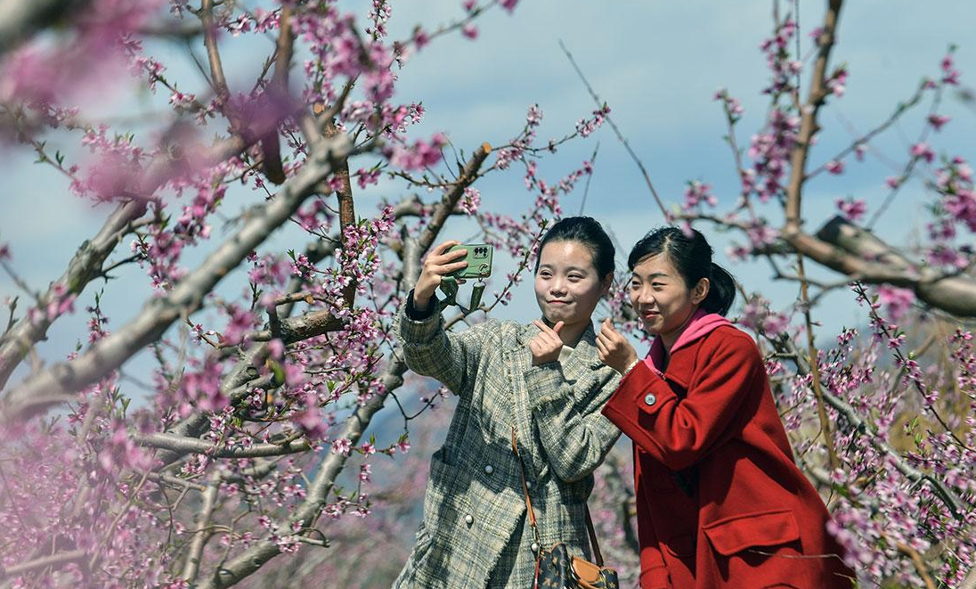 唐山迁安：山野桃花醉游人